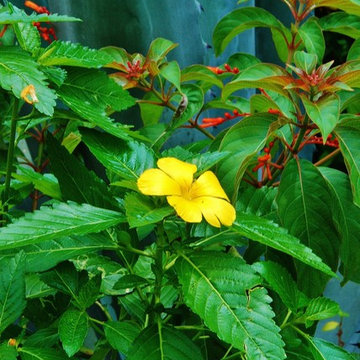 Landscape Design Miami- Deb's Certified Wildlife Habitat