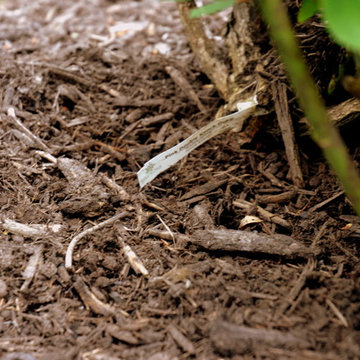 Landscape Maintenance