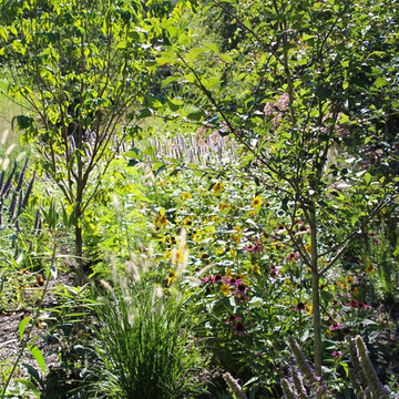 Rethinking the Front Lawn - Try a Native Perennial Garden Instead!