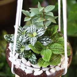 Jungle Bowl : Pilea Moon Valley + Pilea Cadierei + Peperomia Puteolata - Plants