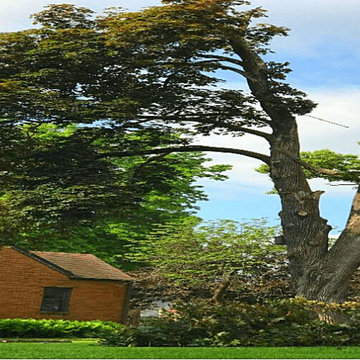 Tree Service Hampton Virginia