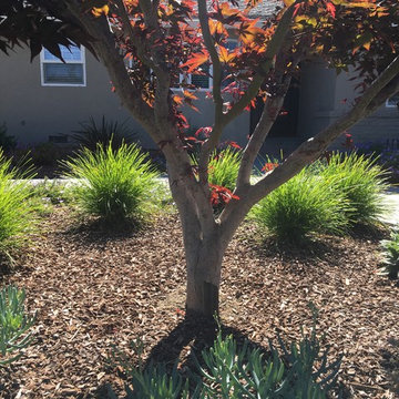 Los Altos No Lawn, Low Water