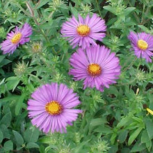 Landscaping - Plants