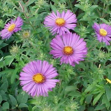 Symphyotrichum puniceum