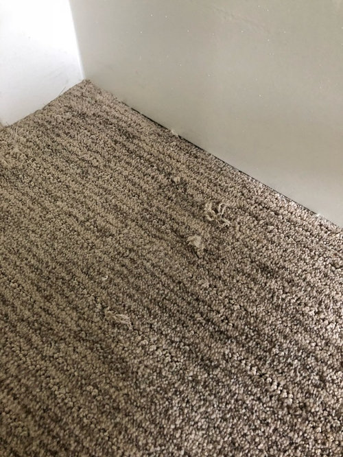 brand new carpet issues!