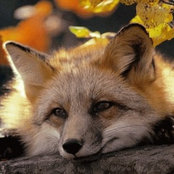 fox air's photo