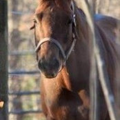 Kristen Harley's photo