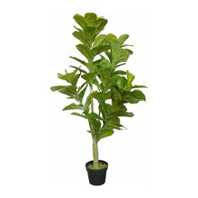 Plants