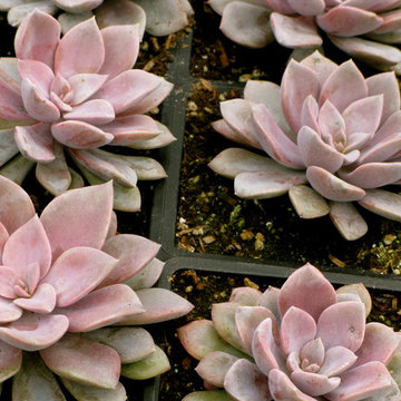 graptopetalum paragueyensis