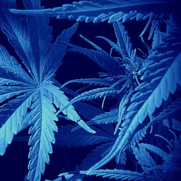 Cannabis
