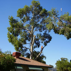 Tree removal project - Products