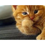 Samaa Mostafa's photo