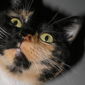 Kay Cutler's photo
