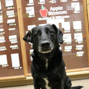 Foto de Apple Blossom Moulding & Millworks