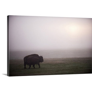 "Bison in Field of Mist" Wrapped Canvas Art Print, 36"x24"x1.5"