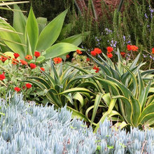 Plant combinations