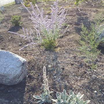 Edible Front Yard