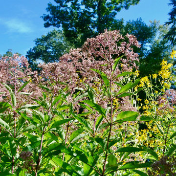 Native Meadow
