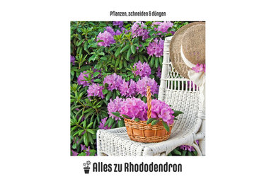 Rhododendron pflanzen, schneiden & düngen