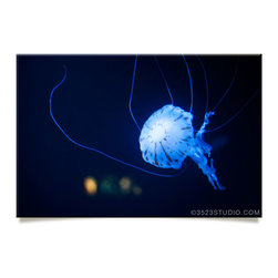 Jellyfish Collection - Prints And Posters
