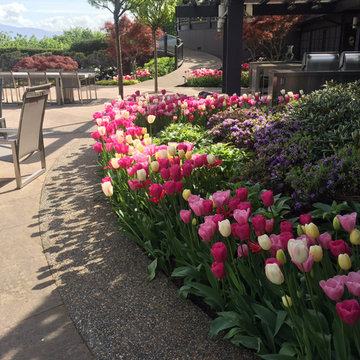Tulips Galore