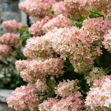 2025 Award Winner / Front Yard Elegance
