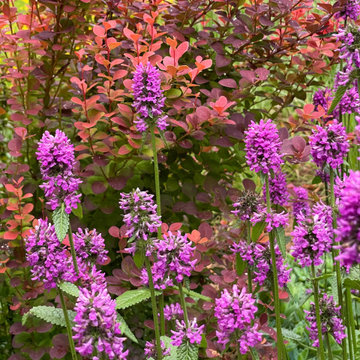 'Orange Rocket' barberry and stachys officinalis 'Hummelo'