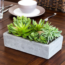 Succulents