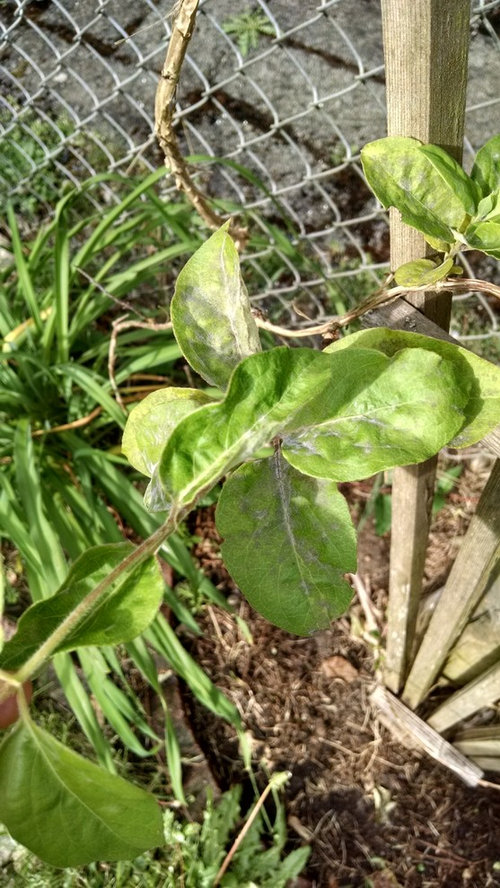 Honeysuckle is diseased?