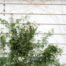 Espalier