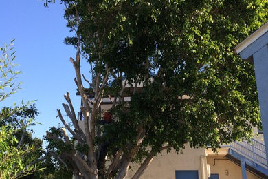 Tree Removal - San Diego 92117