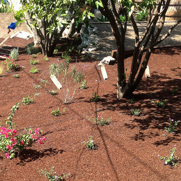 Backyard Drought-tolerant Design--Hillside Elements
