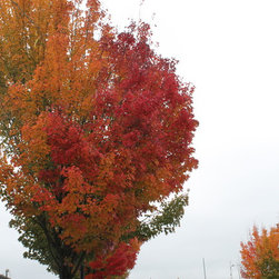 Trees With Outstanding Autumn Colour - Products