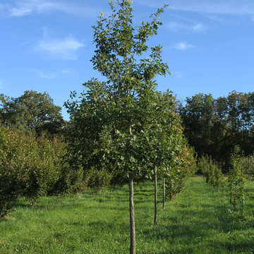 Mighty Oaks