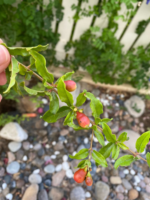 Pomegranate flowers falling off