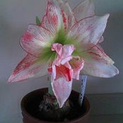 Jerry Denny's photo