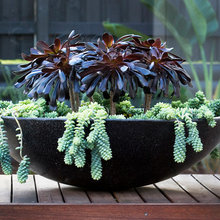 Low Maintenance Indoor And Outdoor  Plants