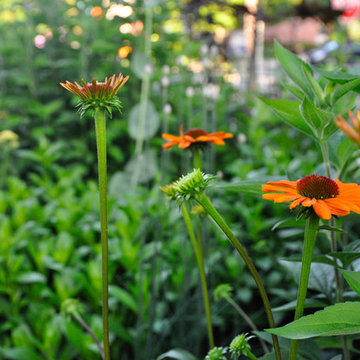 Urban Prairie- German Village