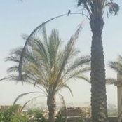 Hanan Nassar's photo