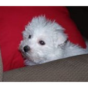 Lori Nichol's photo