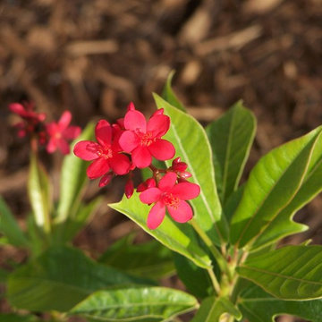 Plants To Enhance