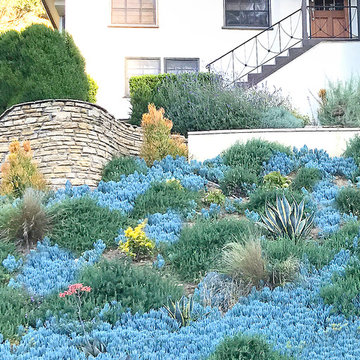 Hillside Landscaping Ideas-Ground Cover