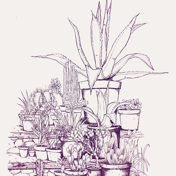 Piante grasse in vaso