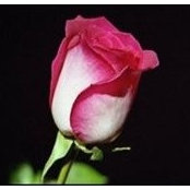 Rosa Coronado's photo
