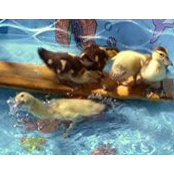 Lisa Sears's photo