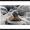 "Galapagos Sea Lion Pup" Framed Digital Print by Ilan Ben Tov, 30x22"