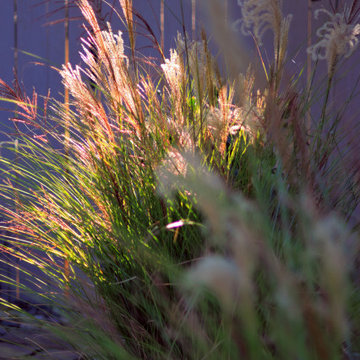 Front Yard Inspiration: Low Maintenance Design Ideas