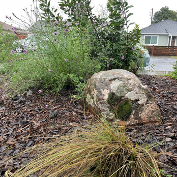 California Native Plants- Front and Back Yard Design