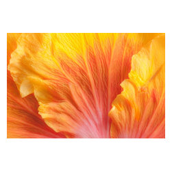 Douglas Page Photographic Arts - Flower Flames, Canvas Giclee - Photographs
