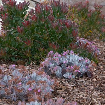 Perrenial Garden Landscape with constant plant leaf color